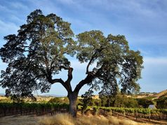 Twisted Oak Winery