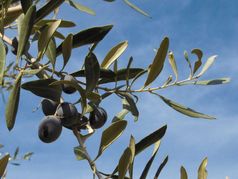 Calaveras Olive Oils Win Awards