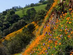 Wildflowers in Calaveras – Daffodils are Here!